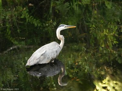Great Blue Heron
