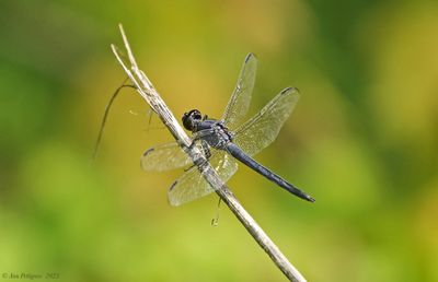 Slaty Skimmer