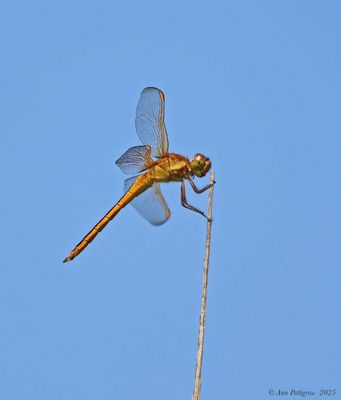 Needhams Skimmer