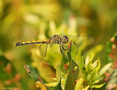 Seaside Dragonlet