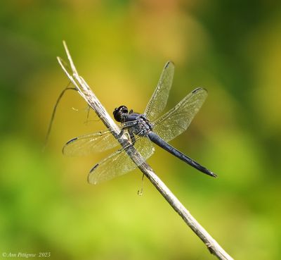 Dragonflies