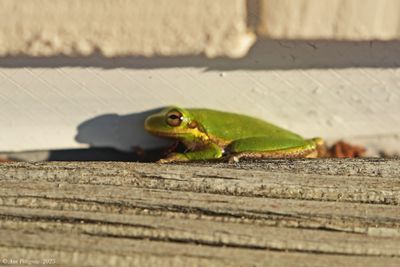 Squirrel Tree Frog