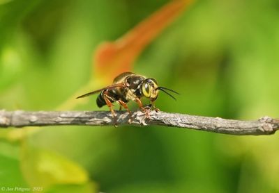 Bees, Wasps, Ants, Sawflies & Ichneumons