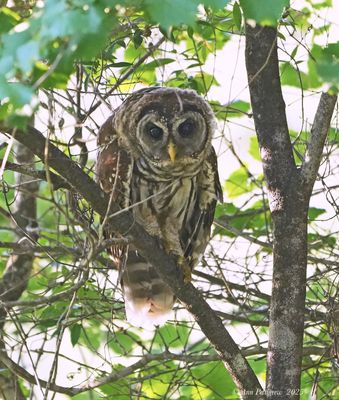 Barred Owl 