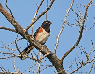 Eastern Towhee