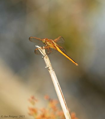 Needhams Skimmer