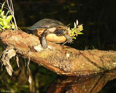 Turtle