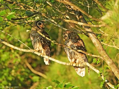 Owls