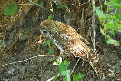 Barred Owl 