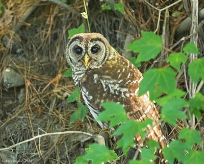 Barred Owl 