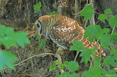 Barred Owl 