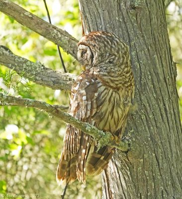 Owls
