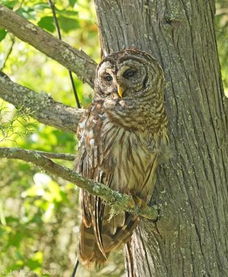 Barred Owl 