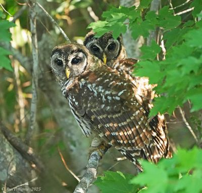 Barred Owl Siblings