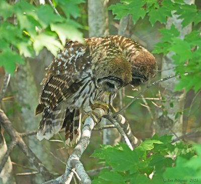 Barred Owl Siblings