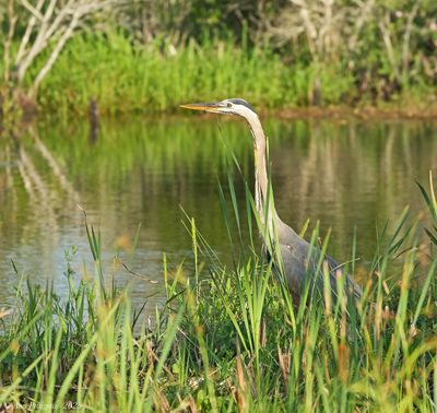 Wading Birds & Limpkins