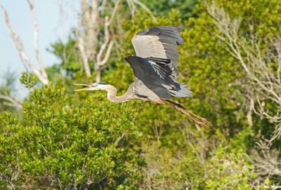 Great Blue Heron