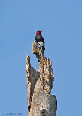 Woodpeckers