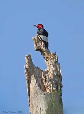 Red-headed Woodpecker