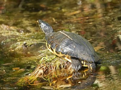 Turtle