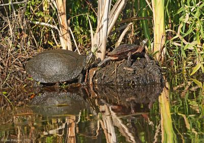 Turtle