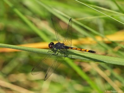 Seaside Dragonlet