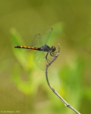 Dragonflies