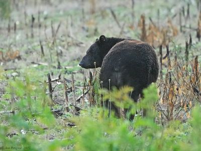 American Black Bear