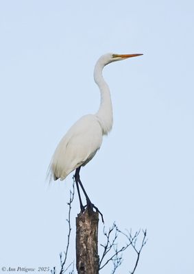 Wading Birds & Limpkins