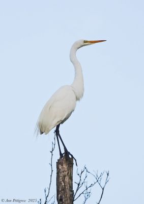 Great-Egret---ARNWR---DSC09966.jpg