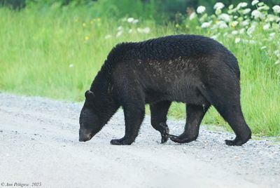 American Black Bear