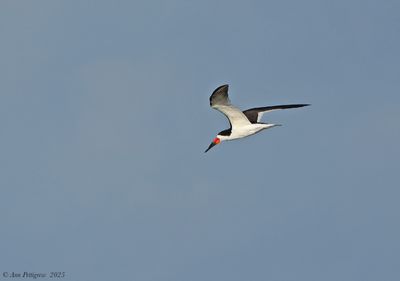Black Skimmer