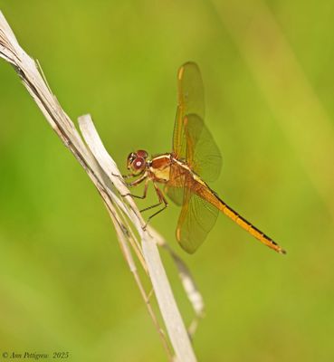Needham’s Skimmer
