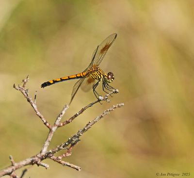 Dragonflies