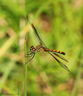 Dragonflies