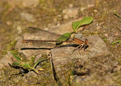 Blue-fronted Dancer