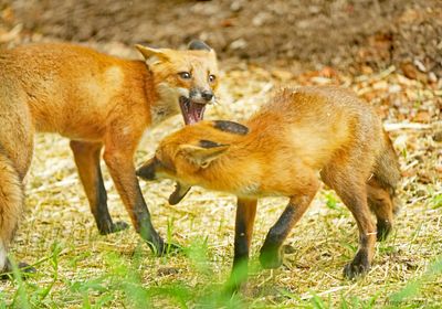 Red Fox Kits