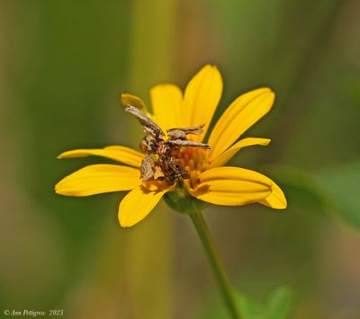 Synchlora Caterpillar