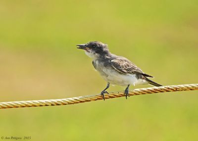 Eastern Kingbird