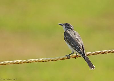Eastern Kingbird