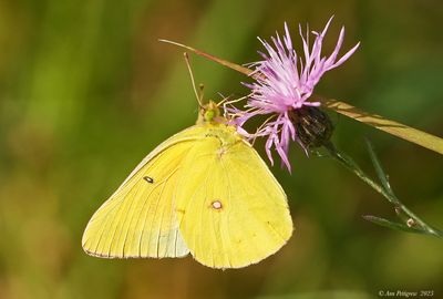 Orange Sulphur