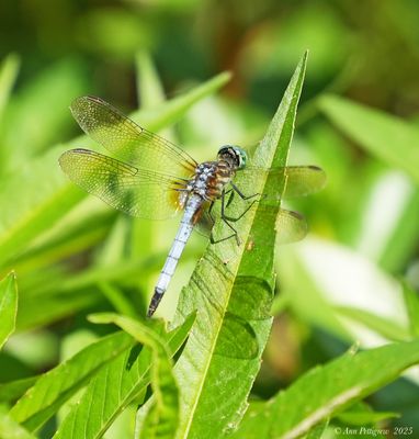 Blue Dasher