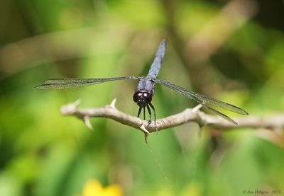 Slaty Skimmer - male