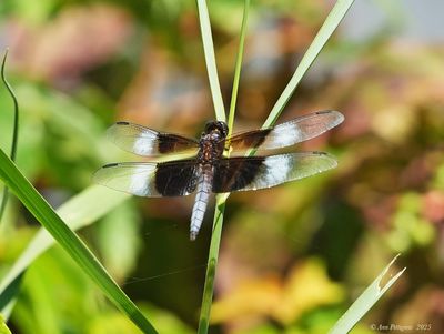 Dragonflies
