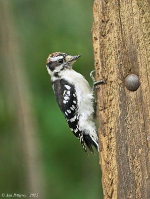 Downy Woodpecker - Immature Male