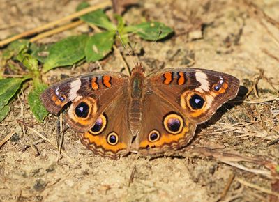 Common Buckeye