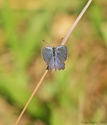 Eastern Tailed-Blue