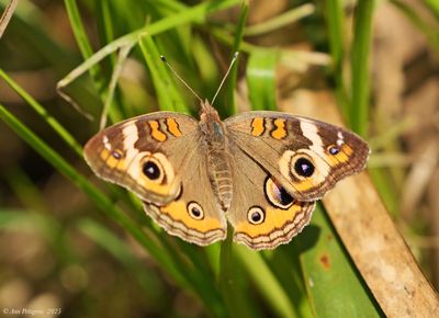 Common Buckeye
