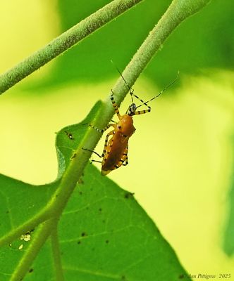 Ringed Assassin Bug