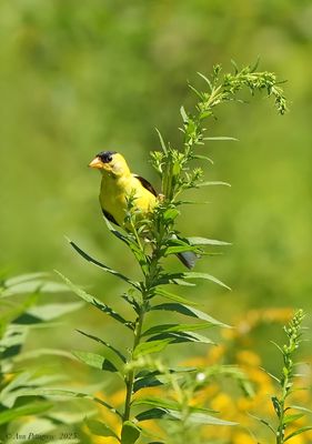 American Goldfinch